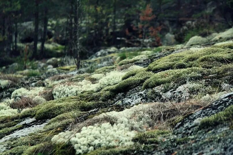 Мхи и лишайники в тайге. Лишайники Карелии. Ягель в Карелии. Сибирский мох ягель. Заполярье ягель.