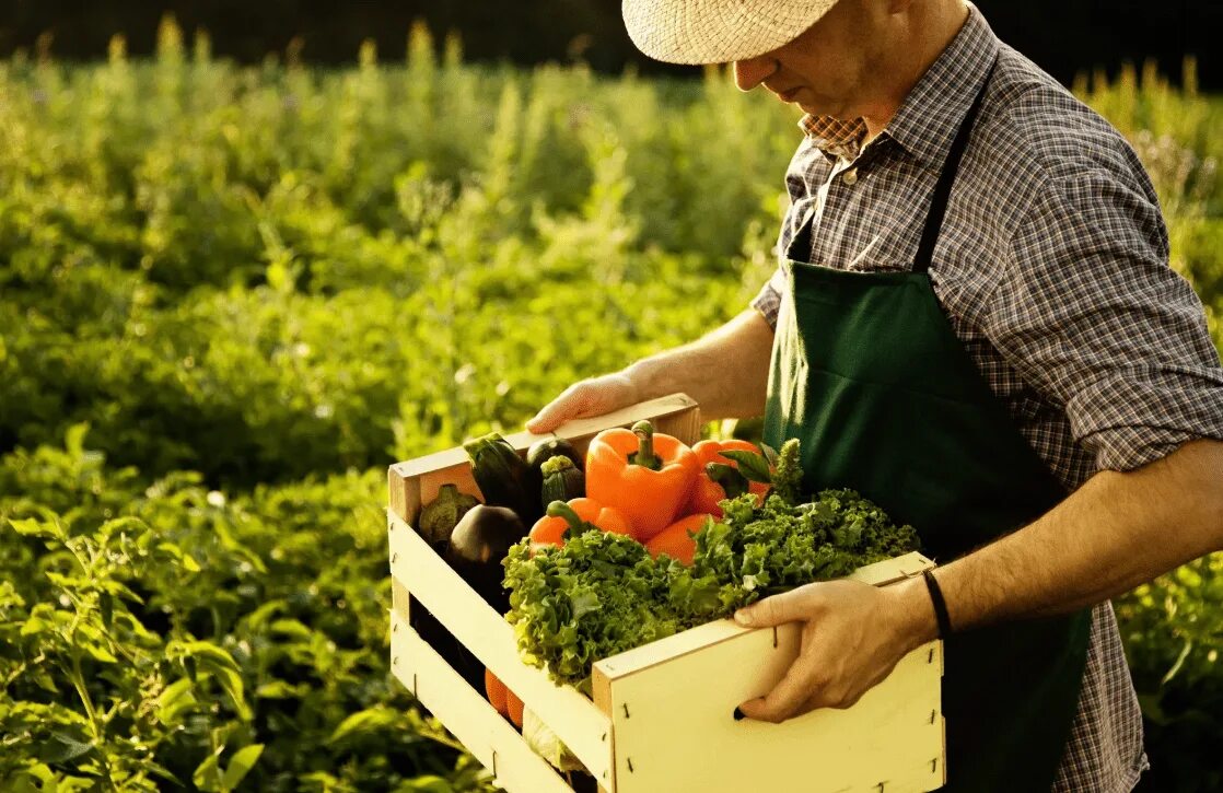 Сельхоз хозяйство. Поля дании сельскохозяйства. Пк в сельском хозяйстве. Сельское хозяйство. Фермерское хозяйство в северной америке.