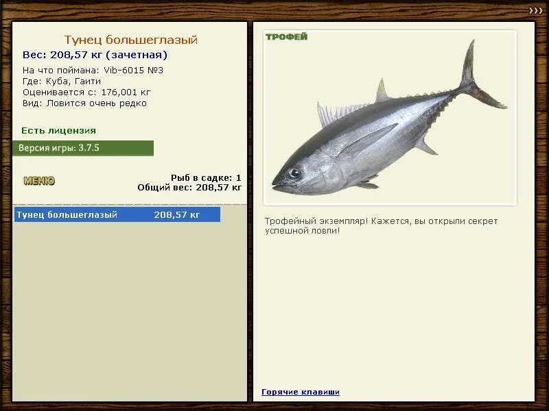 какой вес тунца. какой вес тунца. русская рыбалка 3 7 6 норвегия тунец синий. синепёрый тунец. тунец альбакор.