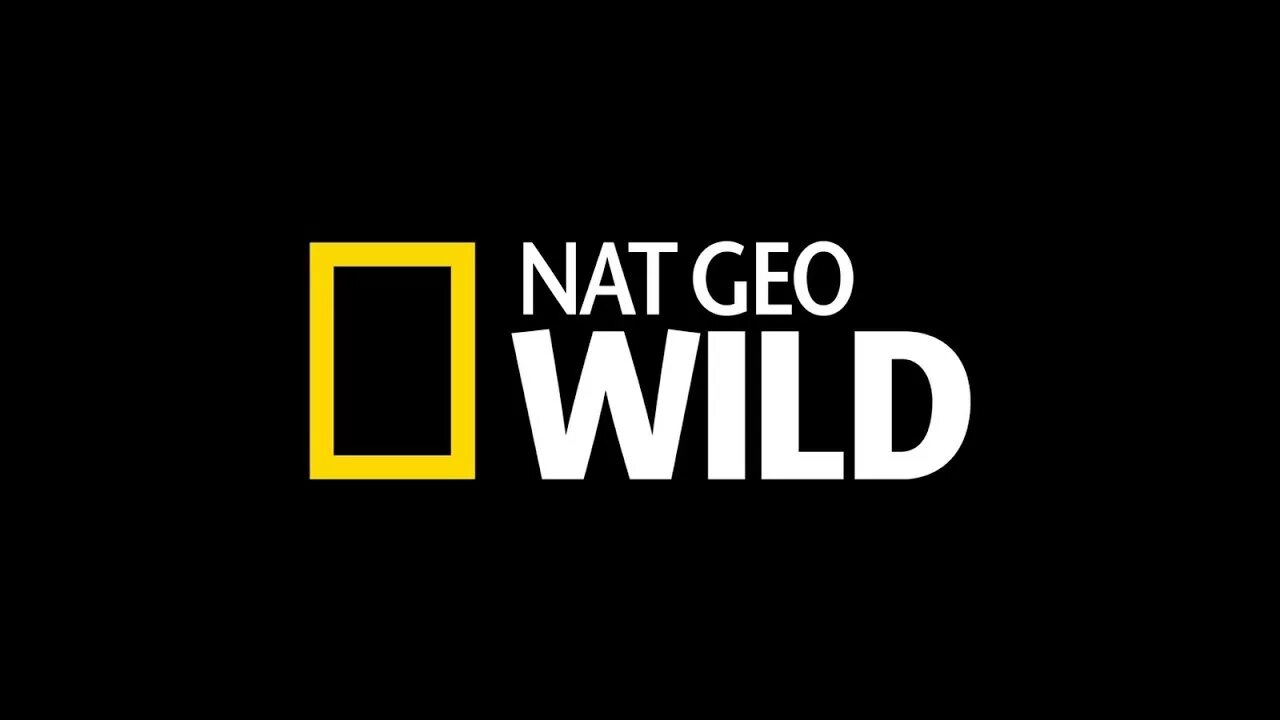 Nat com. Нат Гео вайлд. Нат Гео вайлд логотип. Nat geo Wild HD канал. Телеканал National Geographic логотип.