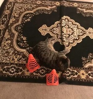 Кот на ковре