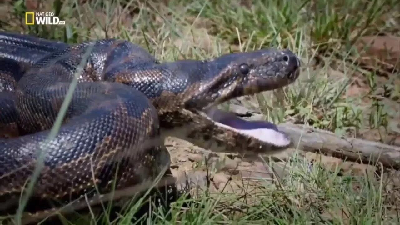 Документальный про змей. Питон змея ядовитая. Бирманский питон. Африканская змея питон.