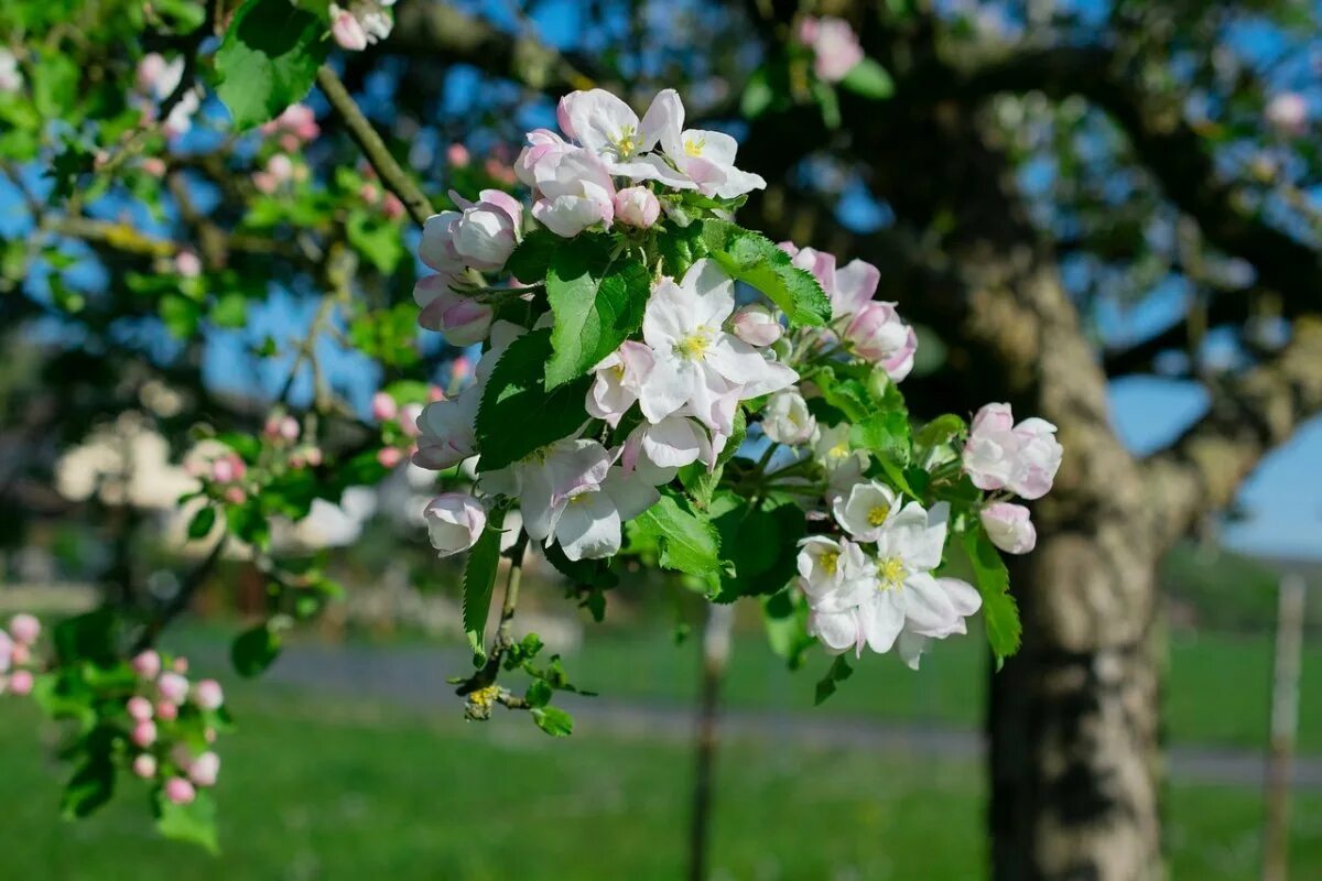 Яблоневый цвет (Malus domestica). Яблоня декоративная флорибунда. Яблоня Флорина цветение. Яблоня Анабель цветет. Яблоня флорибунда