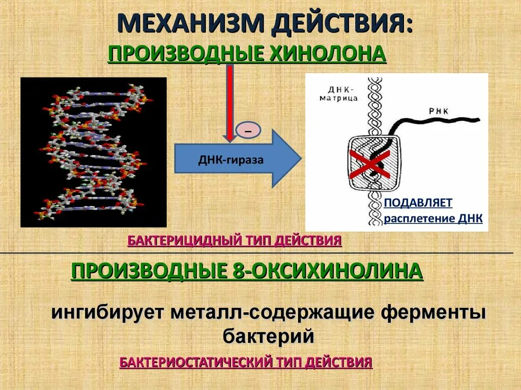 Ферменты расщепляющие днк. Ингибиторы ДНК гиразы. Производные 8 оксихинолина механизм действия применение. 8-Оксихинолин механизм действия. Механизм действия производных хинолона.