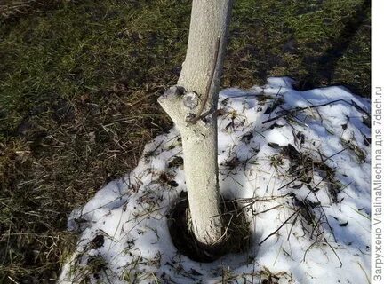 Замазать яблоню