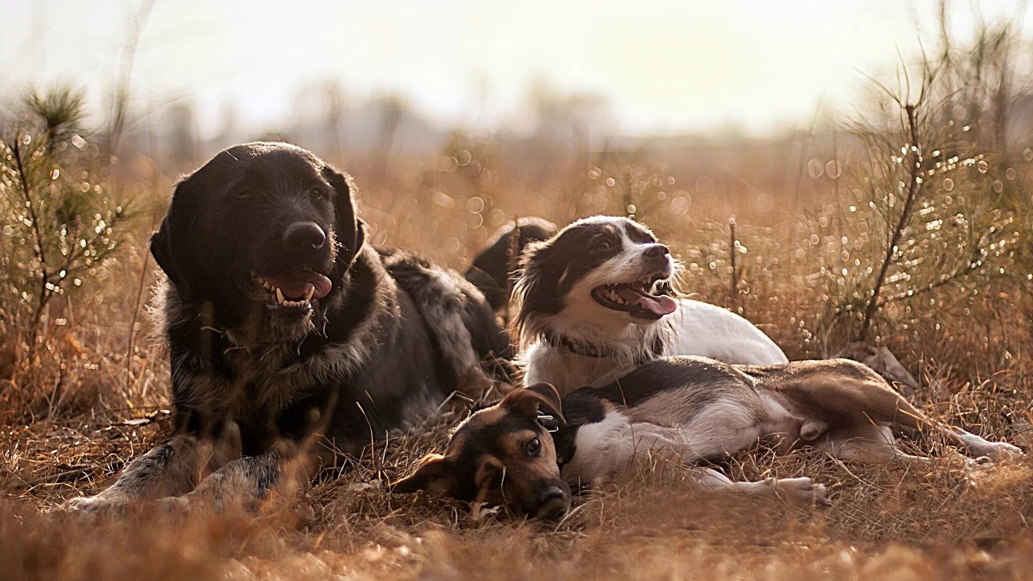 3 animals dogs. Собаки. Фон собаки. Фото собак. Щенки и собаки.