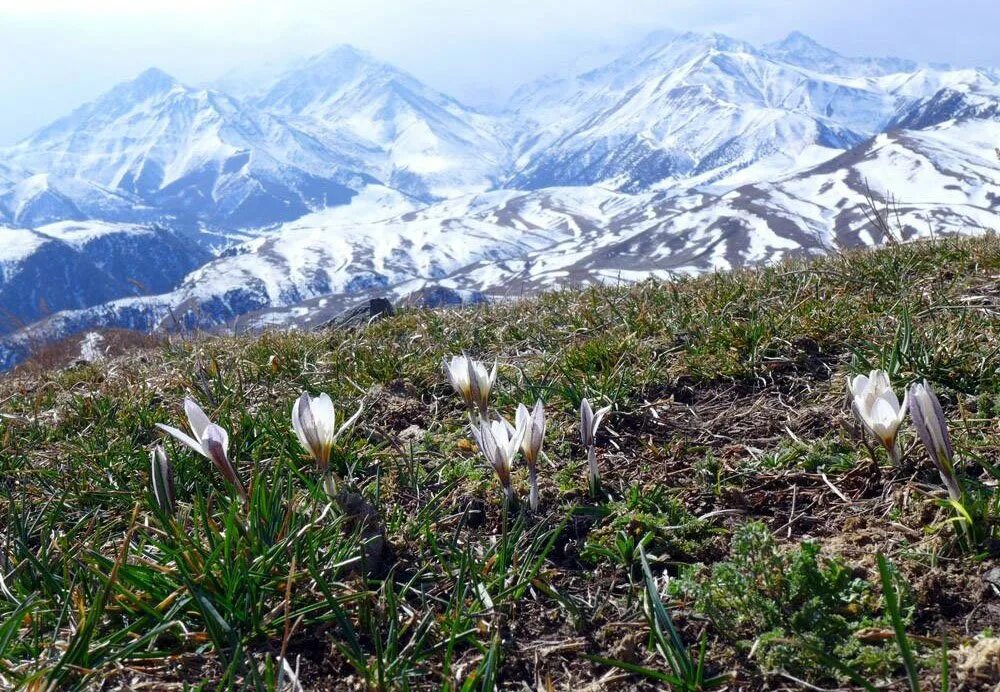 Киргизия в мае. Горные подснежники Киргизии. Подснежники в гора Кыргызстана.