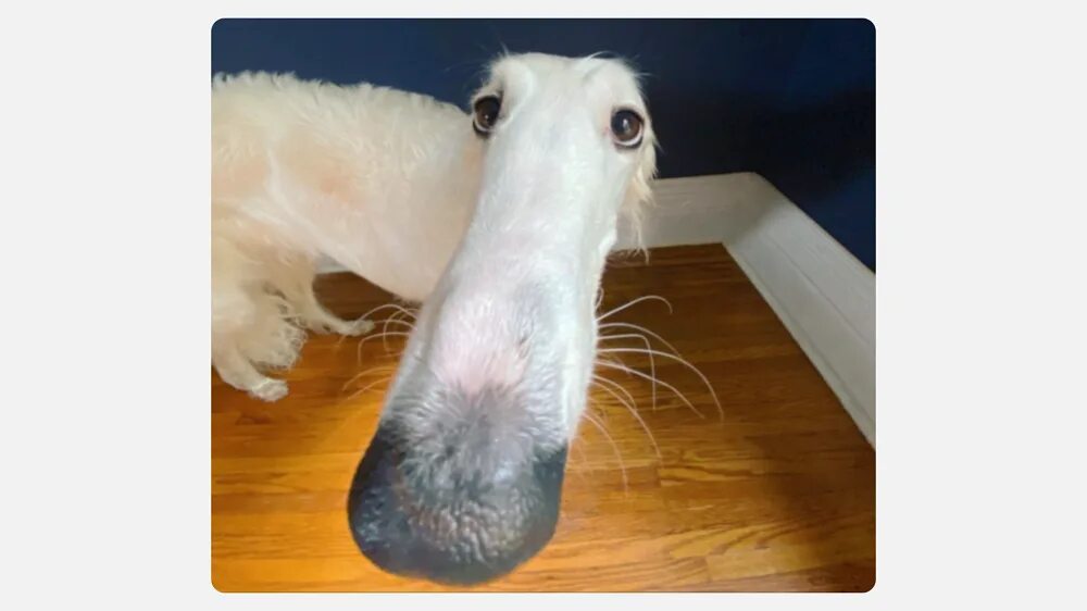 Тест на знание собак. Борзая нос. Собака с длинным носом. Пес с длинным носом. Борзая собака с длинным носом.