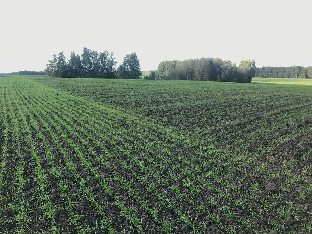 Поле прямоугольной формы засеяно пшеницей длина. Озимые поля. Херсонская область поля. Поля Херсонщины. Сев многолетних трав.