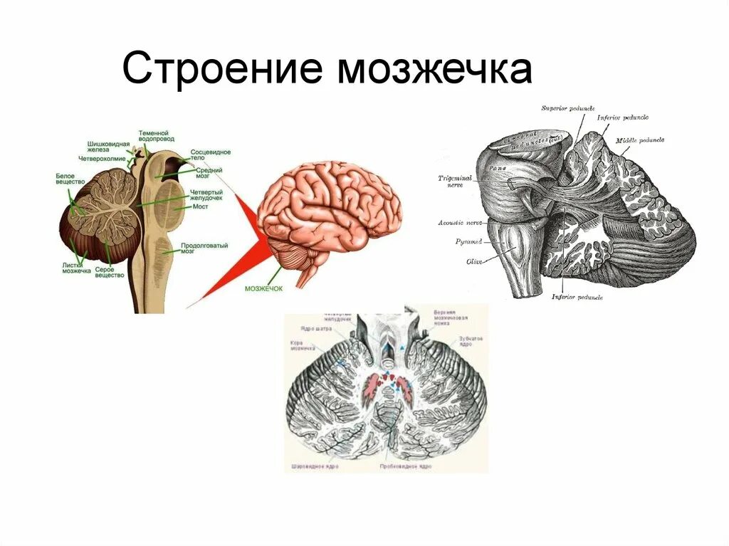 Строение мозжечка анатомия. Мозжечок анатомия и физиология. Строение мозжечка червячок. Задний мозг физиология мозжечка. В задний мозг входит мозжечок
