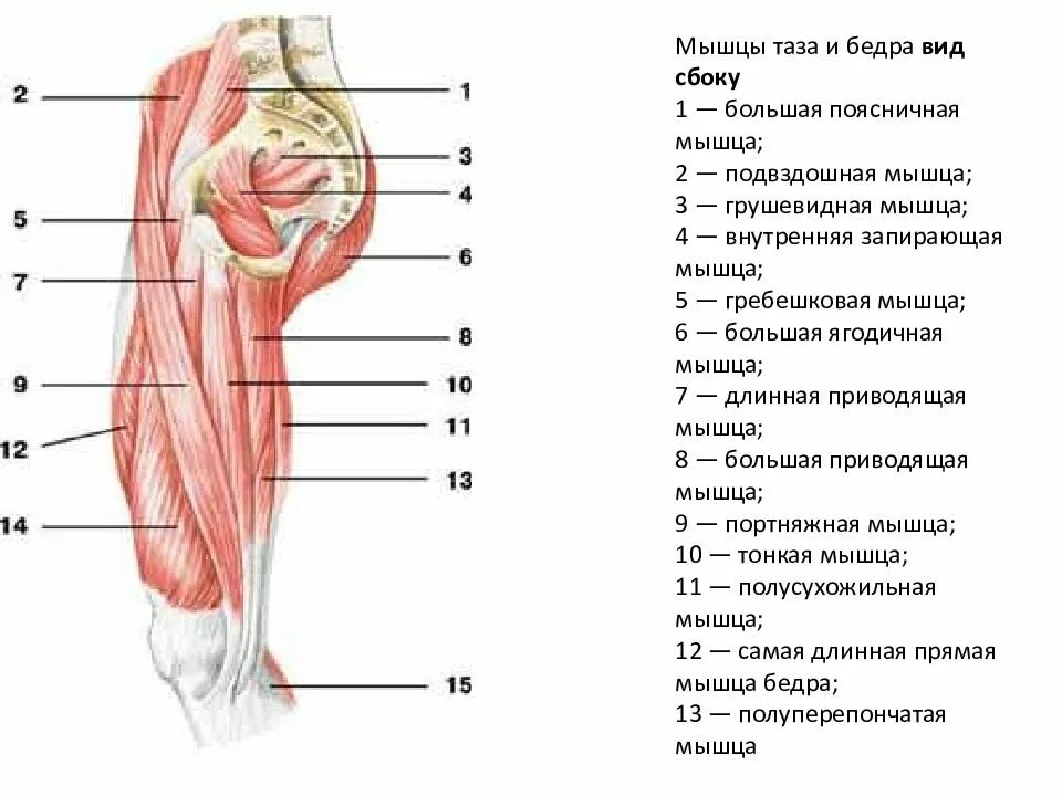 Мышцы в ляшках. Мышцы бедра вид спереди анатомия. Мышцы бедра сбоку анатомия. Мышцы таза и бедра спереди.