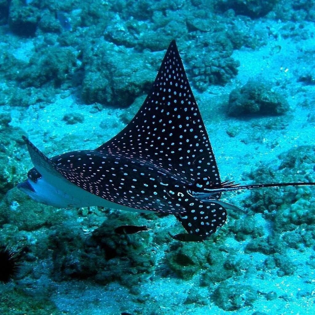 Скат-хвостокол в черном море. Обыкновенный скат-орляк. Глазчатый хвостокол. Скат-хвостокол в черном море. Обыкновенный скат-орляк.