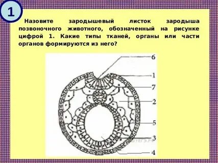 Листок какая ткань
