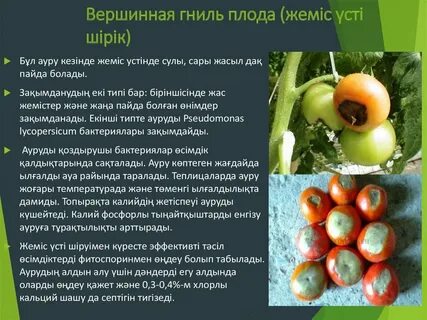 Как лечить вершинную гниль