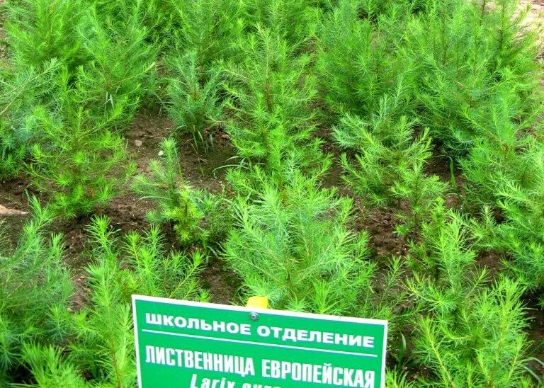 Picea abies formanek на штамбе. Отдел голосеменные лиственница. Кипарис вечнозелёный микростробилы. Выберите три верных ответа к хвойным растениям относятся. Лиственница это хвойное или лиственное дерево.