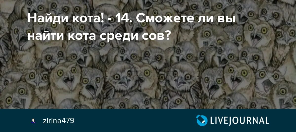 Найди кота среди сов. Кот среди сов. Отыщи котика среди сов. Найдите кота среди сов. Тута найтись