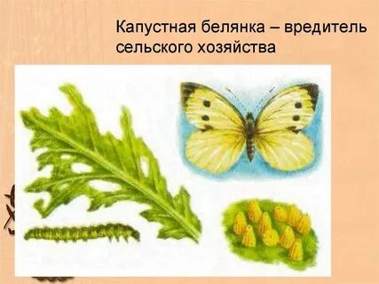 Тип развития капустной белянки