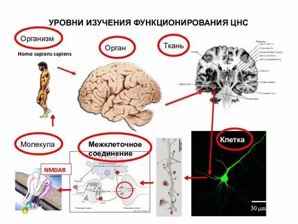 Главная клетка центральной нервной системы