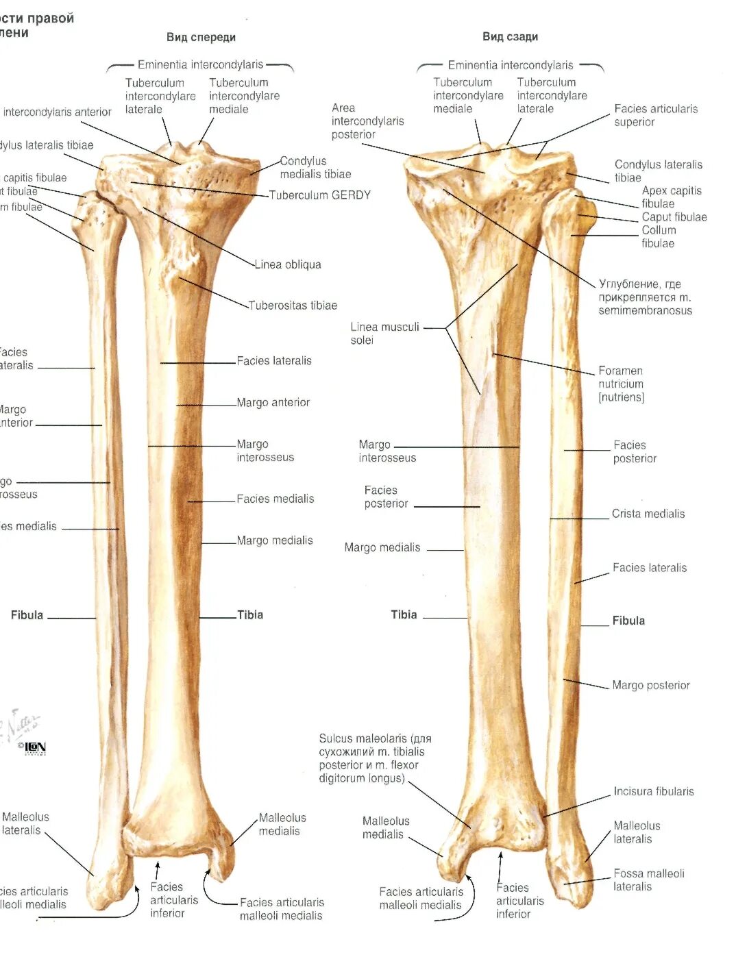 Строение кости голени вид сзади. Левая берцовая кость. Большеберцовая кость и малоберцовая кости. Большая берцовая кость анатомия. Большеберцовая и малоберцовая кости строение.
