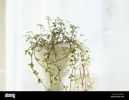 Most high plant