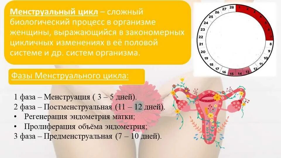 Какой цикл месячных считается регулярным. Менструальный цикл. цикл менструационного цикла. менструальный цикл у женщин. менструальный цикл норма.