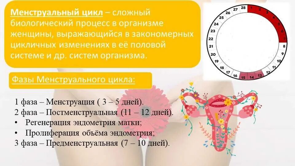 Какова забеременеть в месячные. Менструальный цикл. Цикл менструационного цикла. Менструальный цикл менструальный цикл. Менструальный цикл норма.