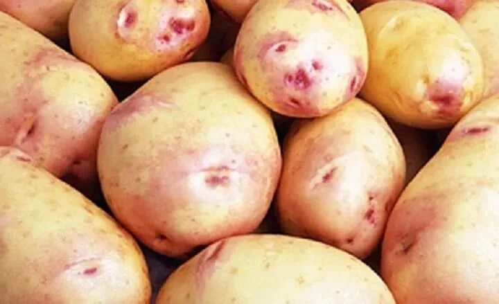 Пикассо описание сорта. Сорт картофеля пикассо. семенной картофель пикассо. сорт пикассо. картофель пикассо семена.
