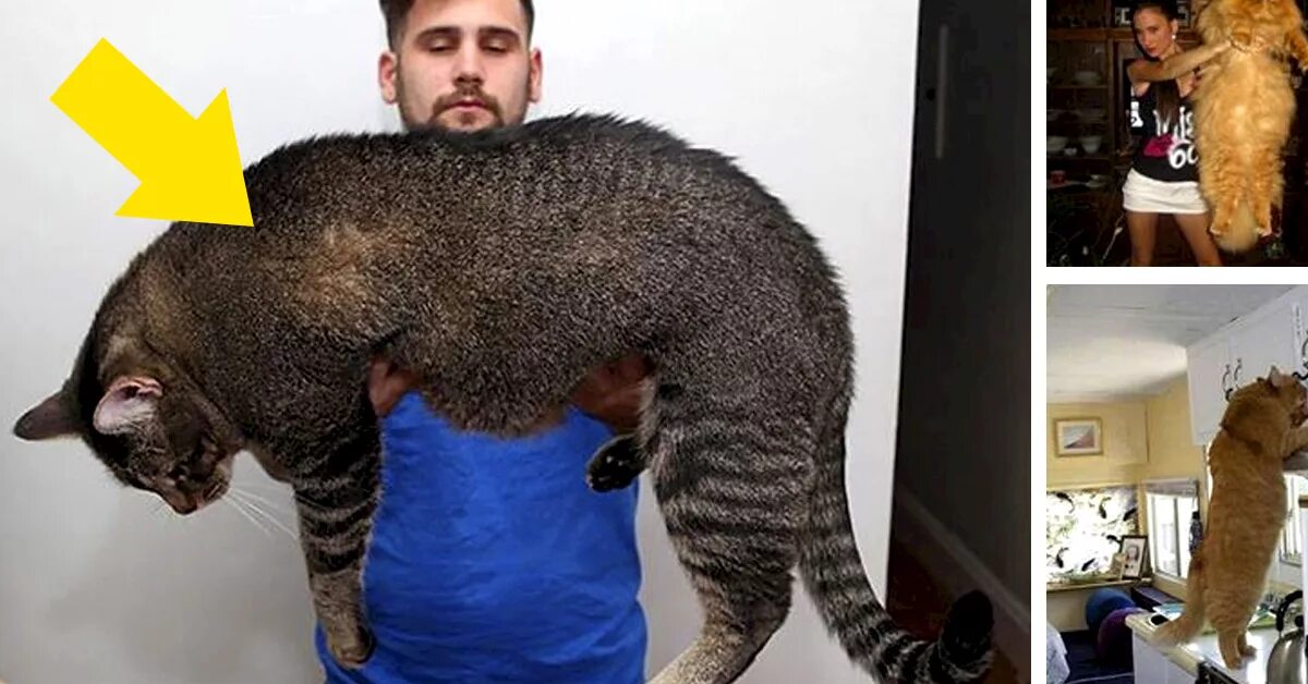 британский кот 12 кг. самые толстые коты в мире. кот весит 10 кг. огромный кот. самый толстый кот в мире.
