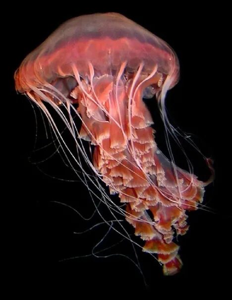 Chrysaora Achlyos. Медуза хризаора. Chrysaora hysoscella. Медуза хризаора — морская крапива. Морская крапива