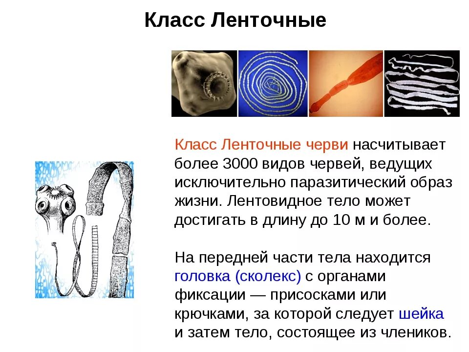 Про ленточных червей. Тип плоские черви класс ленточные черви внутреннее строение. Тип плоские черви класс ленточные черви представители. Плоские ленточные черви биология 7 класс. Биология класс ленточные черви.