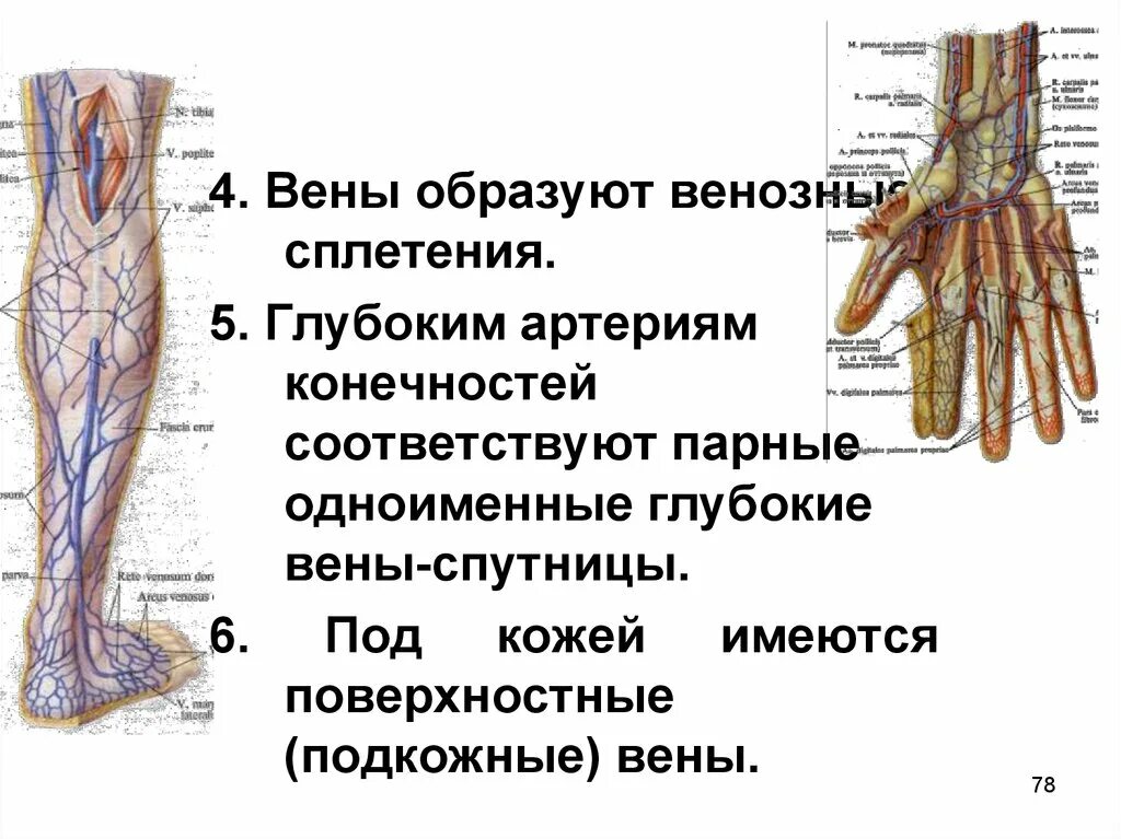 Артериальные и венозные сплетения. Поверхностные и глубокие вены. Поверхностные подкожные вены. Венозное сплетение яичка