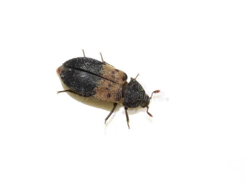 Черный жук мукоед. Жук dermestes lardarius. ковровый жук кожеед. жук кожеед ветчинный.