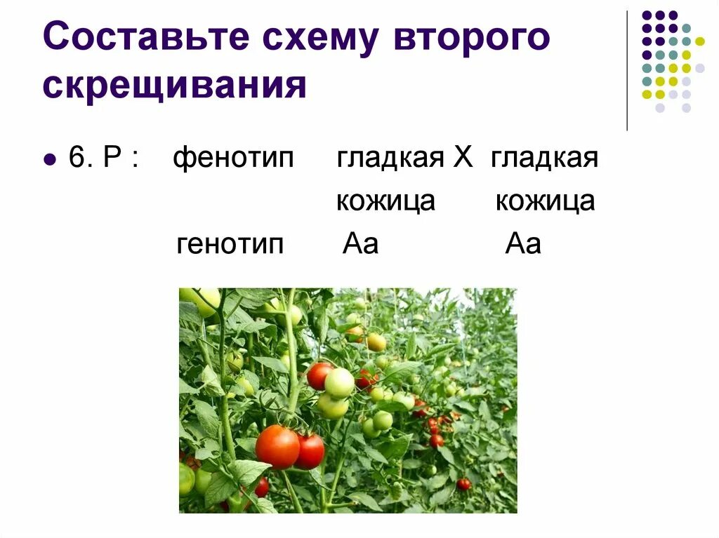 Определите фенотип томата с генотипом. Фенотип растения пример. вывод составление схем скрещивания. составление простейших схем скрещивания вывод. фенотип растений презентация 9 класс биология с ответами.