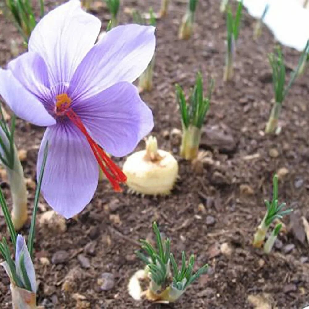 Шафран выращивание. Крокус сативус луковицы. Крокус Шафран посевной. Crocus sativus семена. Рокус (Шафран) посевной (Crocus sativus).