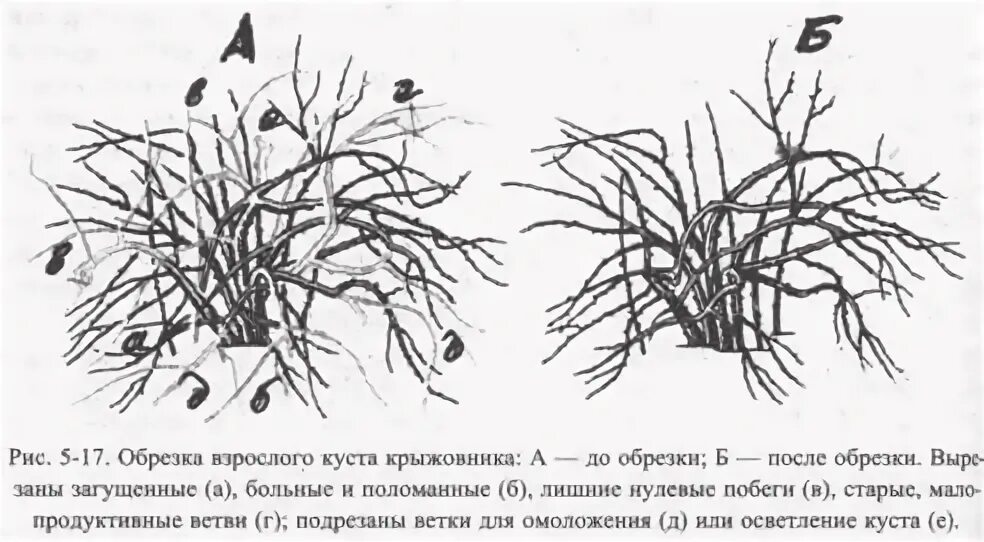 Когда обрезать крыжовник. Схема обрезки куста крыжовника. Обрезка крыжовника весной. Обрезка крыжовника весной схема. Схема обрезки крыжовника осенью.