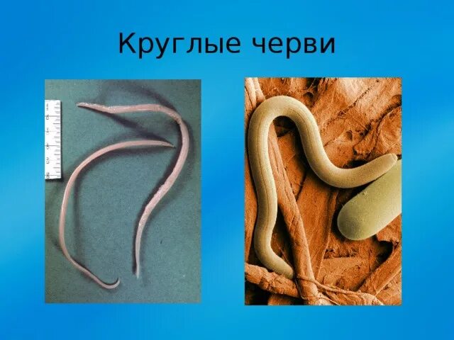 Круглые черви 3 типа
