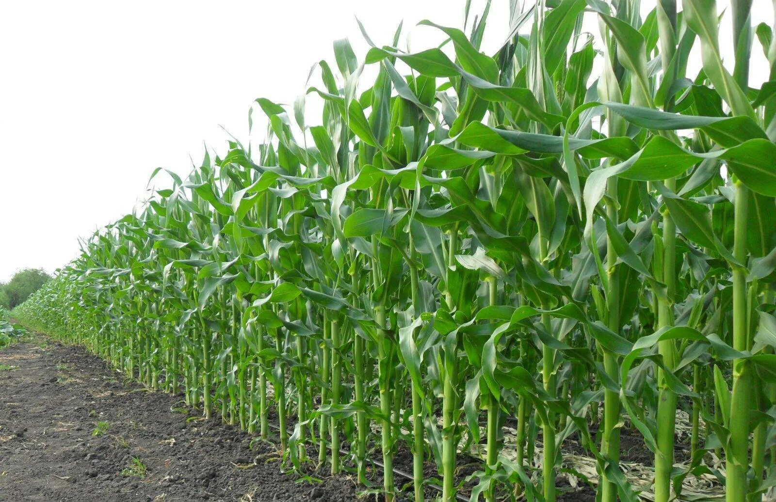 Как посеять кукурузу. Силосная кукуруза. Кукуруза на силос. Возделывание кукурузы на силос. Кукуруза на силос растение.