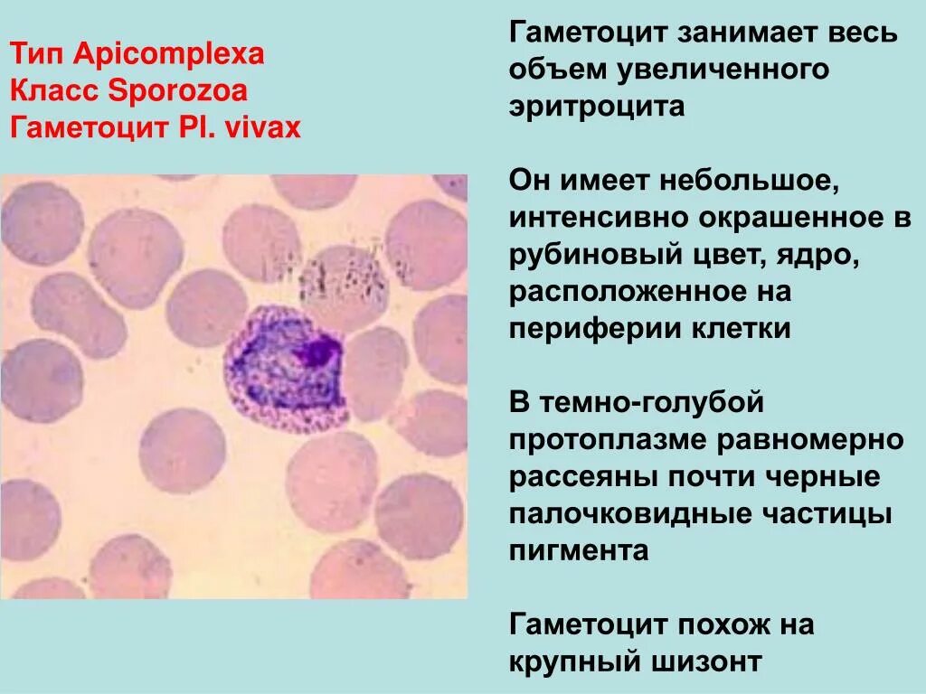 Микрогаметоцит это в паразитологии