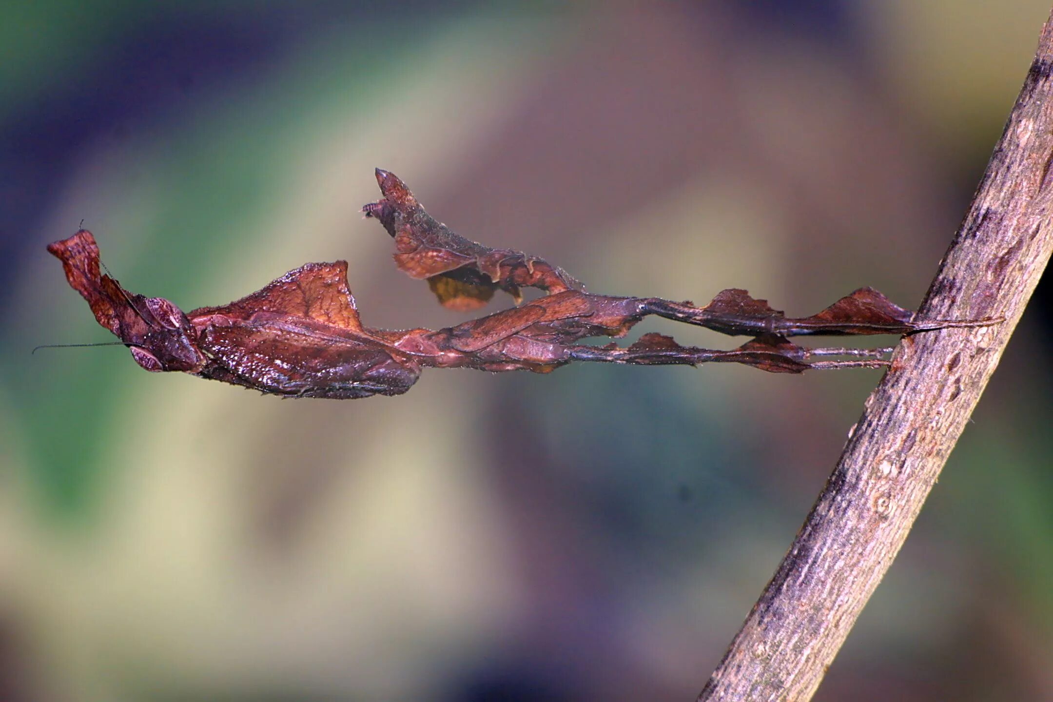 Богомол призрак. Богомол Phyllocrania paradoxa. Богомол-призрак (Phyllocrania paradoxa). Палочник листовидка. Богомол палочник Мимикрия.