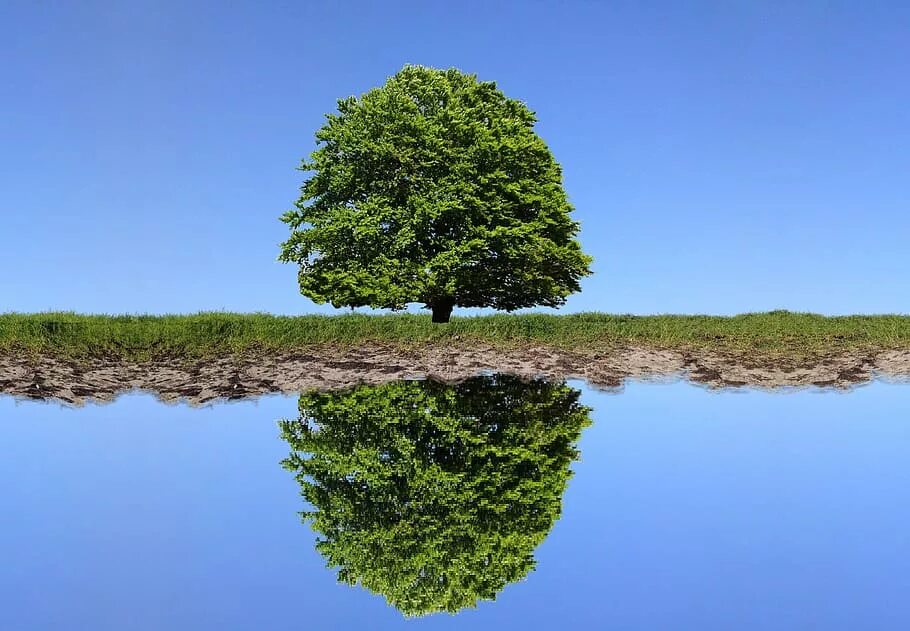 Trees lake