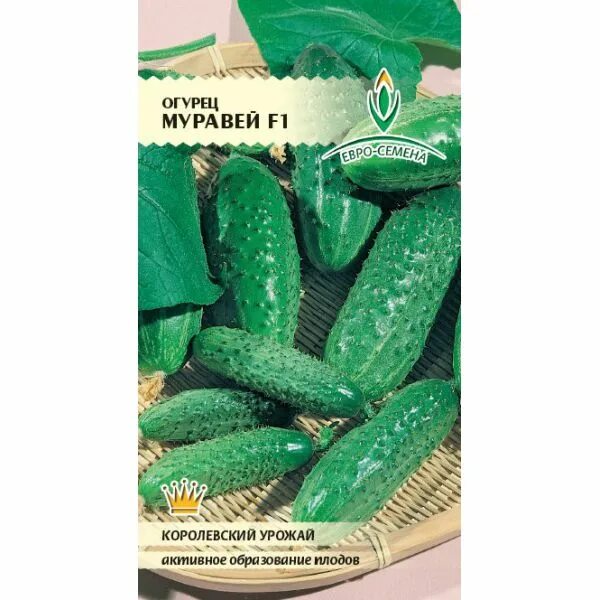 Огурец муравей - CormanStroy.ru
