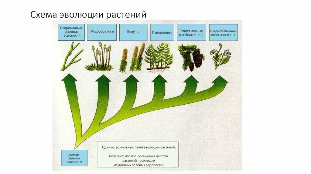 Преобразования у растений