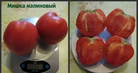 Томат мишка косолапый малиновый