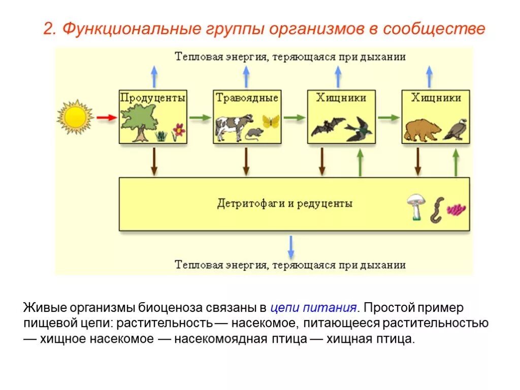 Экосистемы 11 класс биология конспект. Цепь питания продуценты консументы редуценты. Пищевые связи естественной экосистемы. Функциональные группы организмов в сообществе. Группы организмов в экосистеме.