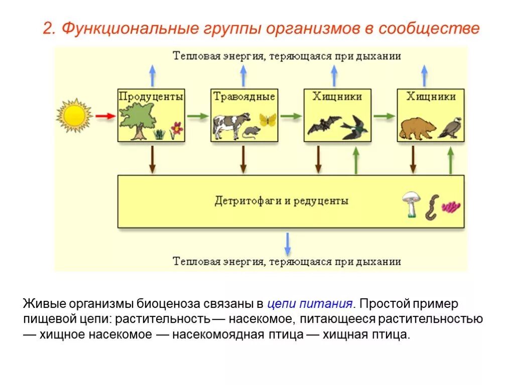 Цепь питания продуценты консументы редуценты. Пищевые связи естественной экосистемы. Функциональные группы организмов в сообществе. Группы организмов в экосистеме.