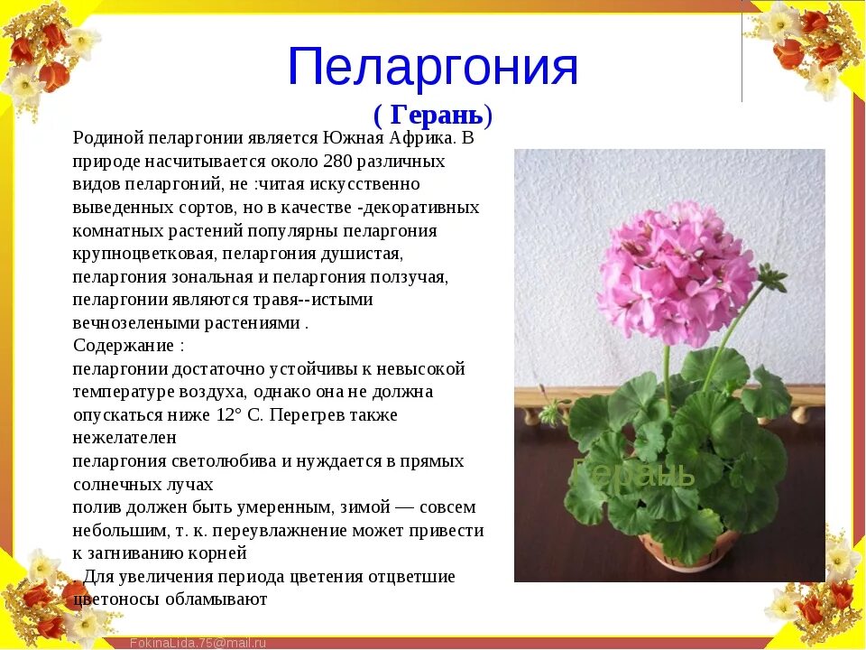 Ухаживание за геранью. Герань условия ухода. Герань как ухаживать в домашних условиях. Схема уход за геранью. Пеларгония manns genevra.