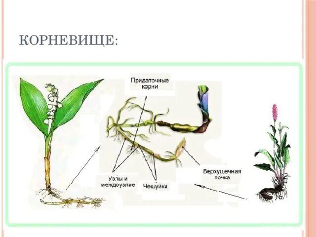 Отличить корень. Строение корневища пырея. Строение побега корневища. Строение корневища ландыша. Корневище ландыша строение рисунок.