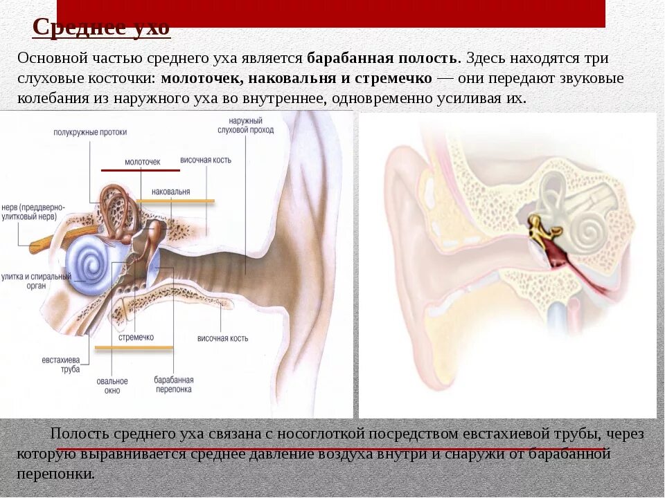 Частями среднего уха являются. В среднем ухе расположены. Средняя часть уха. В среднем ухе расположены 3