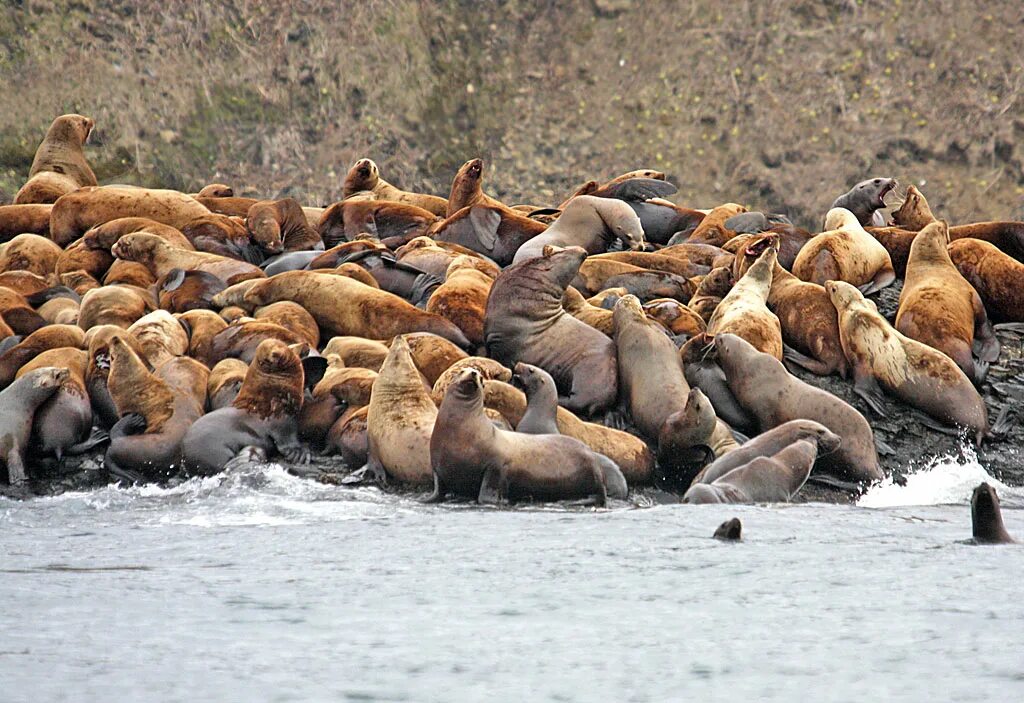 командорский заповедник сивуч. лежбища морских млекопитающих. командорский заповедник сивуч. сивуч командорские острова. остров беринга заповедник командорский.