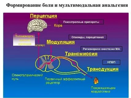 Восприятие боли